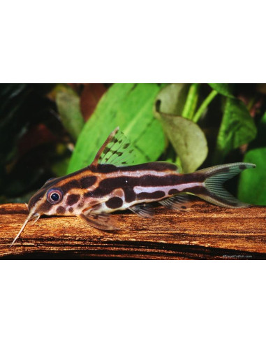 Synodontis flavitaeniatus 5-7cm