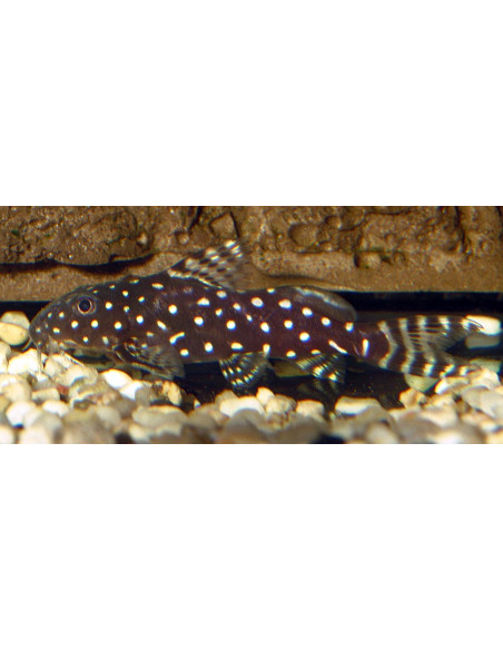 Synodontis angelicus 8-12cm