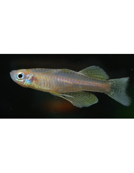 Pseudomugil gertrudae "Aru II" 2-3cm
