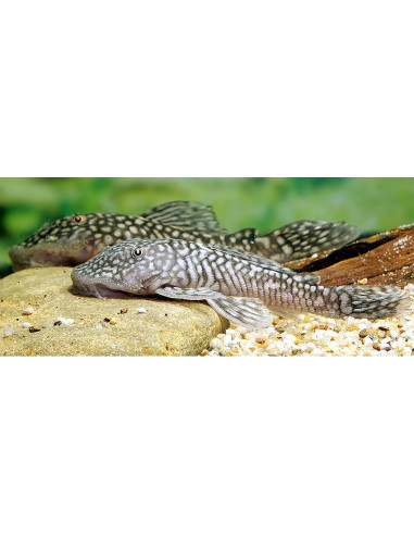 Pseudancistrus genisetiger (Pseudancistrus genisetiger) 6-8cm