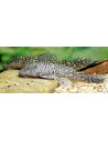 Pseudancistrus genisetiger 6-8cm