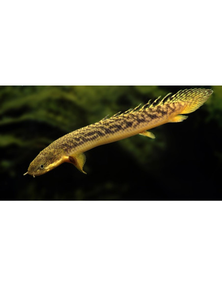 Polypterus palmas 15-20cm