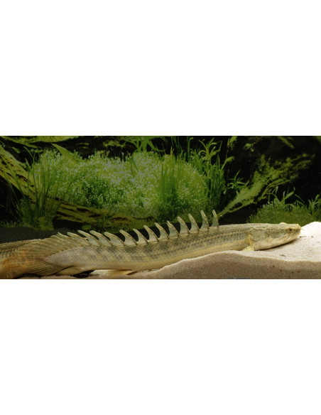 lapradei XXL (Polypterus bichir lapradei) 40-50cm