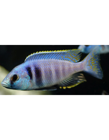 Placidochromis electra "Likoma" 7-9cm (pair)