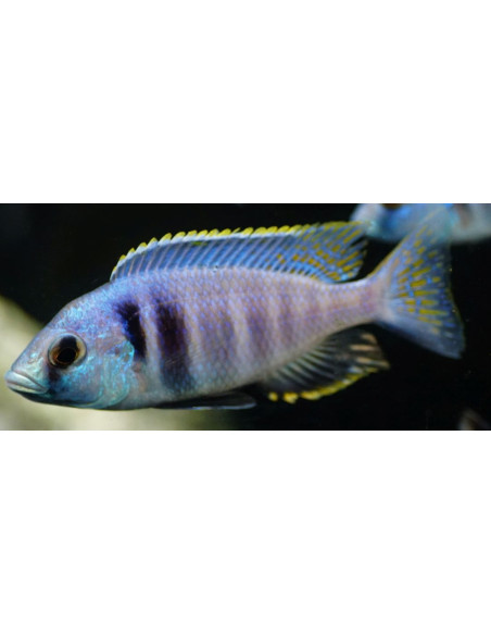 Placidochromis electra "Likoma" 7-9cm (pair)