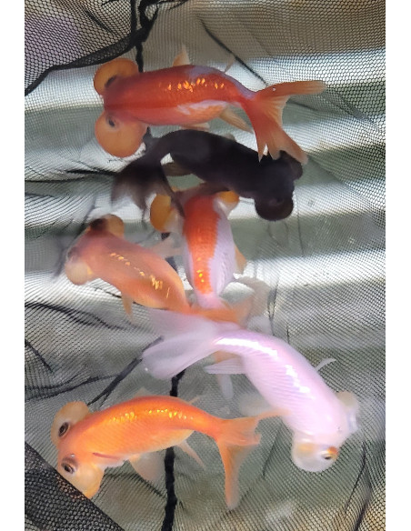 Bubble eyes mix 6-8cm