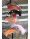 Bellenogen mix 6-8cm