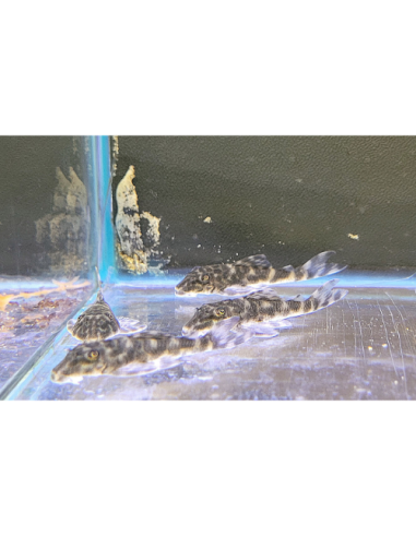 L519 Ancistrus sp. 2-3cm