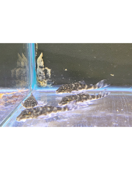 L519 Ancistrus sp. 2-3cm