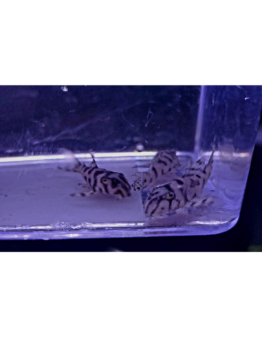 Hypancistrus L236 SW (Hypancistrus sp. L236 SW) 5-6cm
