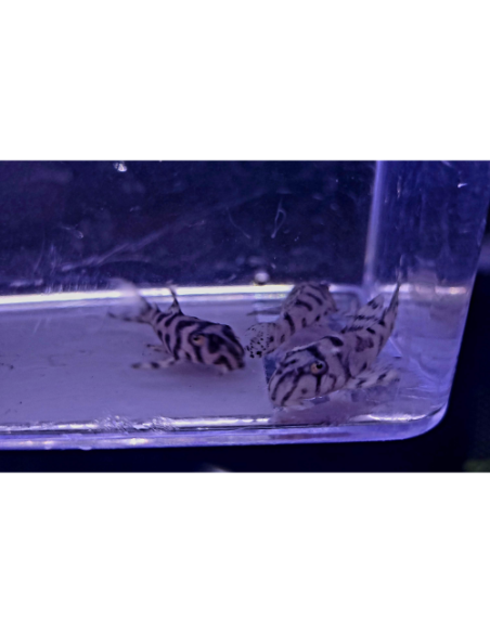 Hypancistrus L236 SW (Hypancistrus sp. L236 SW) 5-6cm