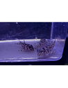 L236 sp. SW - Hypancistrus sp 5-6cm
