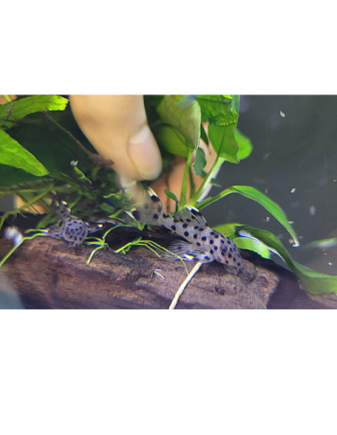 L 264 - Leporacanthicus joselimai 3cm