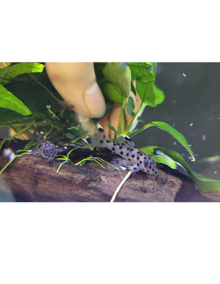 L 264 - Leporacanthicus joselimai 3cm