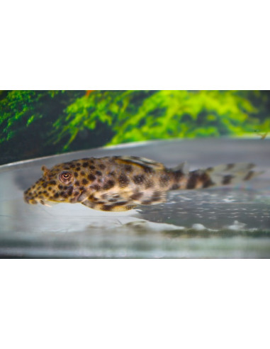 Peckoltia L288 (Peckoltia sp. L288)