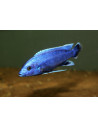 Melanochromis kaskazini (sp. Northen Blue) 5-7cm