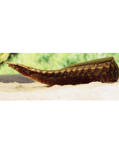anguille épineuse rayée (Macrognathus pancalus) 6-8cm