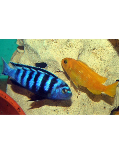 Chindongo saulosi 4-5cm F1