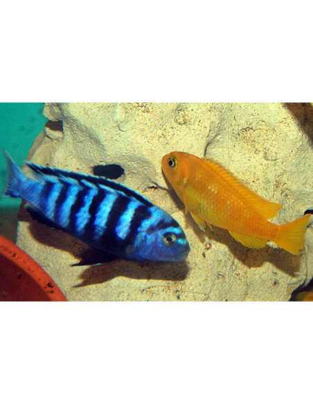 Chindongo saulosi 4-5cm F1