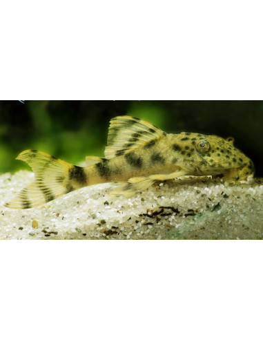 L 205 - Peckoltia brevis 4-5cm