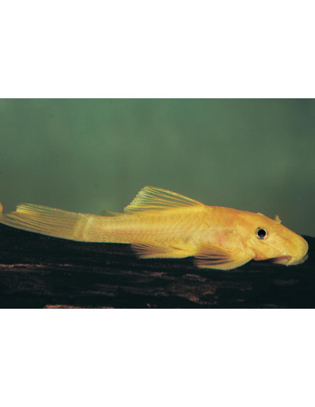 L 144 - Ancistrus sp.