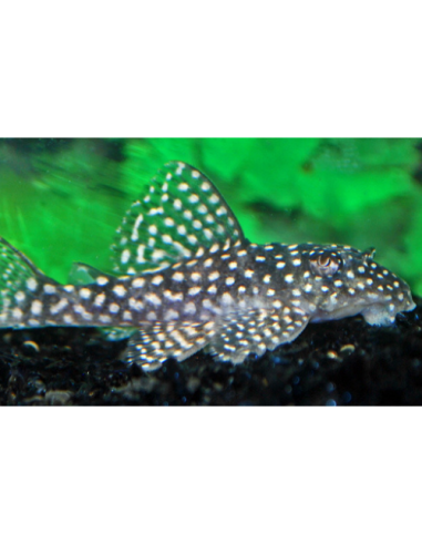 L 136 b - Hypancistrus sp. 3-4cm