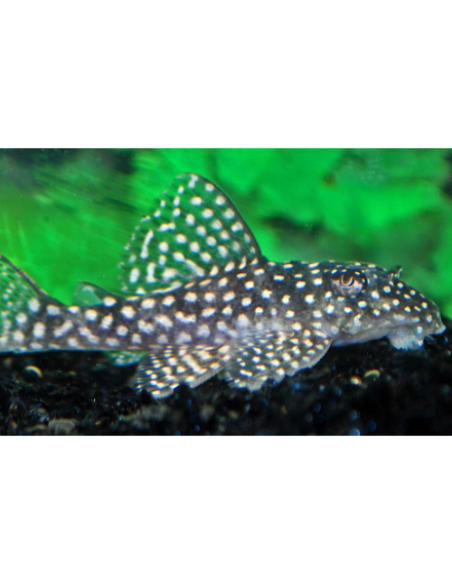 L 136 b - Hypancistrus sp. 3-4cm