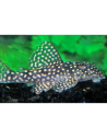 L 136 b - Hypancistrus sp. 3-4cm