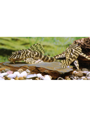 L 134 - Peckoltia compta M