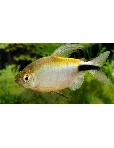 Brycinus longipinnis 4-5cm