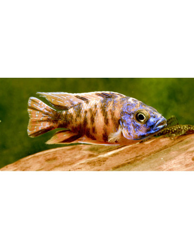 Aulonocara sp. Orange Blotched L 7-9 cm (pair)