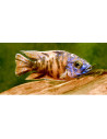 Aulonocara sp. Orange Blotched L 7-9 cm (pair)