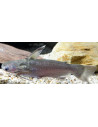 Poisson-chat Auchenipterichthys (Auchenipterichthys thoracatus) 6-9cm
