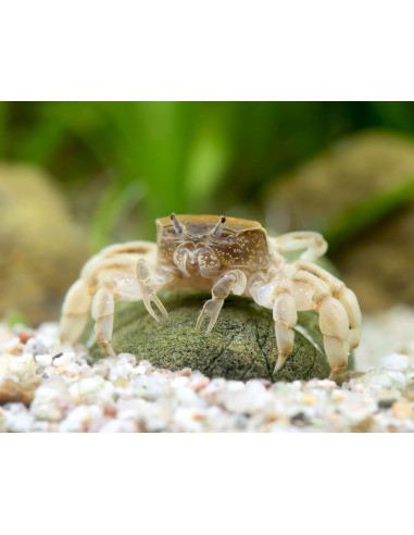 crabe fantôme (Potamocypoda pugil) 1-2cm