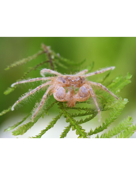 Limnopilos naiyanetri 1-1.5cm