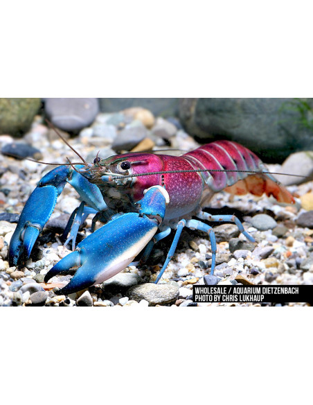 Cherax pulcher 6-10cm