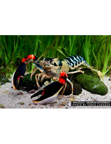 Cherax sp "peacock"