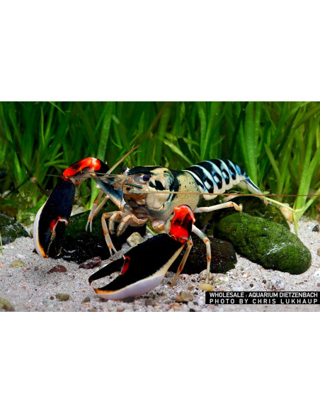 Cherax sp "peacock"