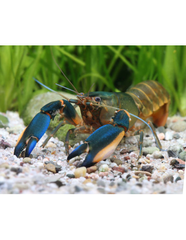 Cherax sp. "Phantom Green" 6-8cm