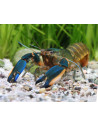 Cherax sp. "Phantom Green" 6-8cm