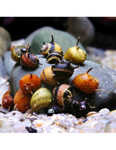 Clithon sp. 0.5-1cm