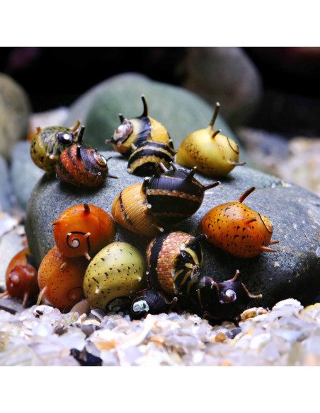 Clithon sp. 0.5-1cm