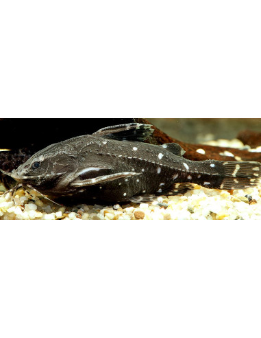 Agamyxis pectinifrons 4-5cm