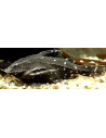 Agamyxis pectinifrons 4-5cm