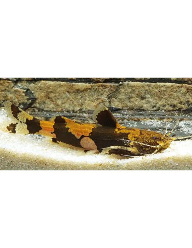 Akysis prashadi 3-4cm