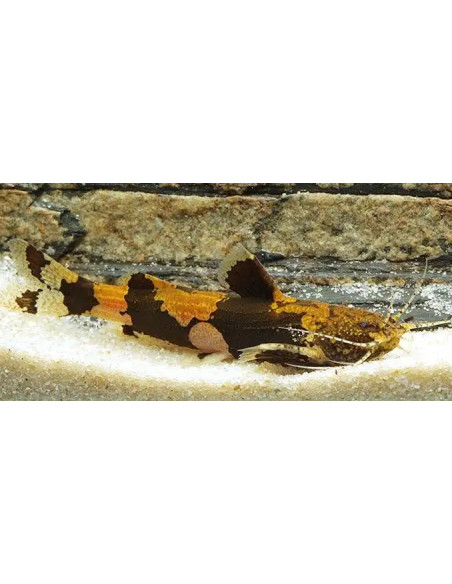 Akysis prashadi 3-4cm