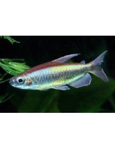 Alestopetersius brichardi 4-5cm