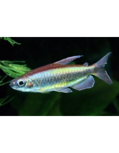 tetra rouge cerise (Alestopetersius brichardi) 4-5cm