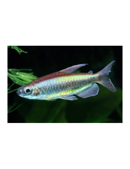 tetra rouge cerise (Alestopetersius brichardi) 4-5cm