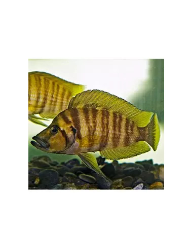 Altolamprologus calvus "Yellow" F1 3-4cm
